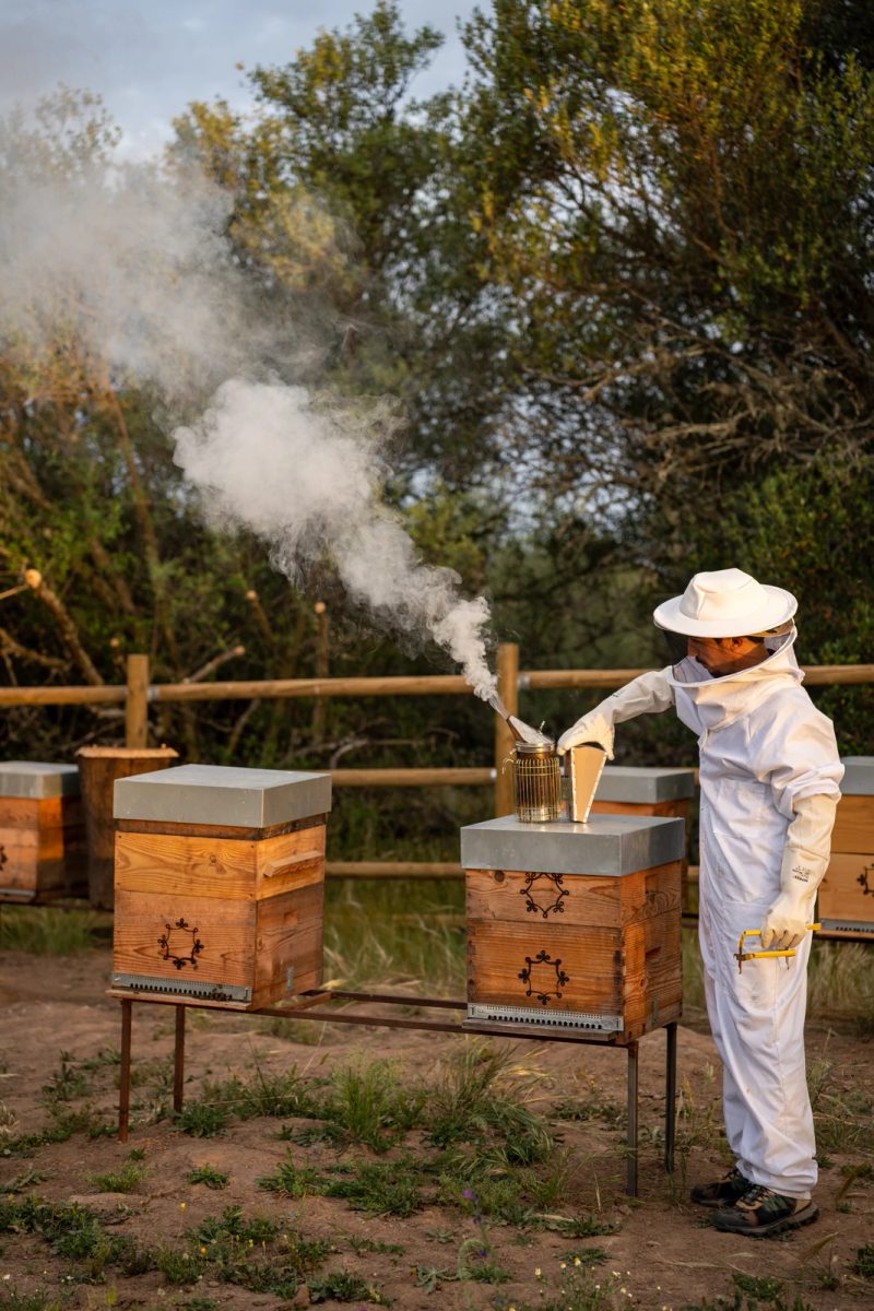 São Lourenço do Barrocal beekeeping experience
